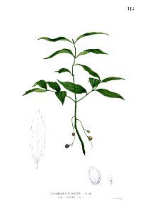 Cinnamomum burmanni Blanco1.115