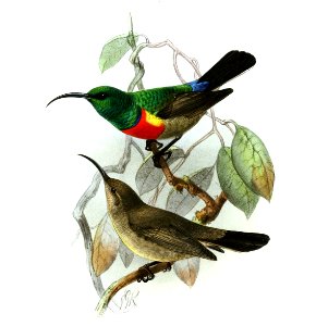 Cinnyris afer Keulemans