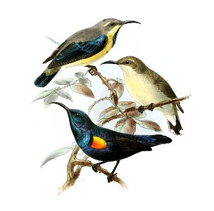 Cinnyris asiaticus Keulemans