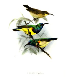 Cinnyris affinis, venustus Keulemans