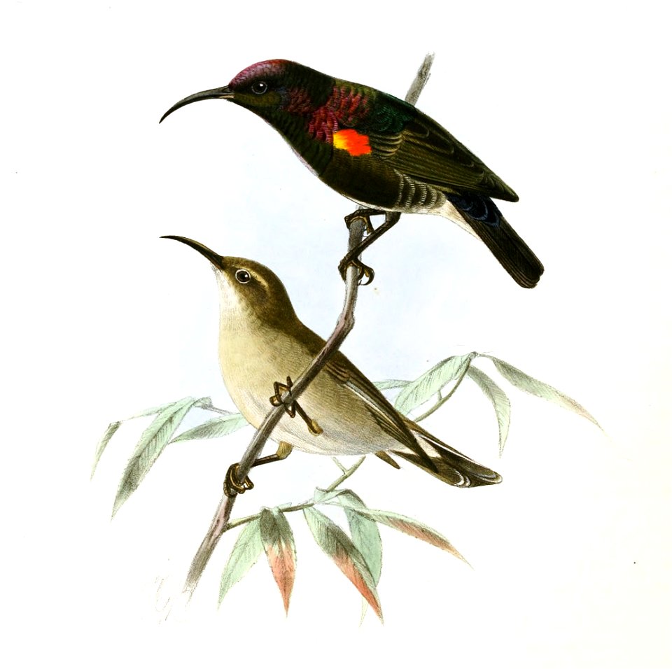 Cinnyris fuscus Keulemans