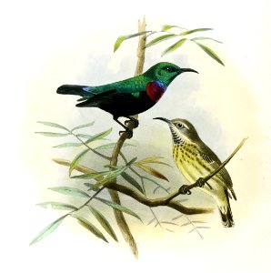 Cinnyris bifasciatus microrhynchus Keulemans