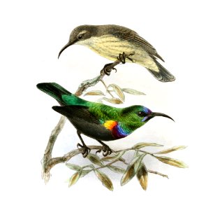 Cinnyris bouvieri Keulemans