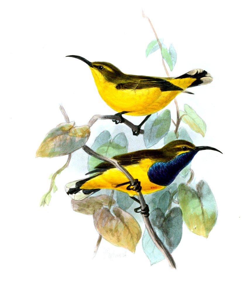 Cinnyris jugularis frenatus Keulemans