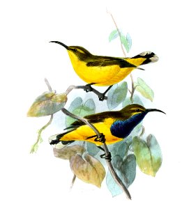 Cinnyris jugularis frenatus Keulemans