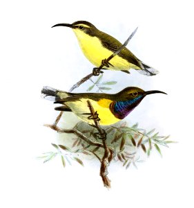 Cinnyris jugularis andamanicus Keulemans