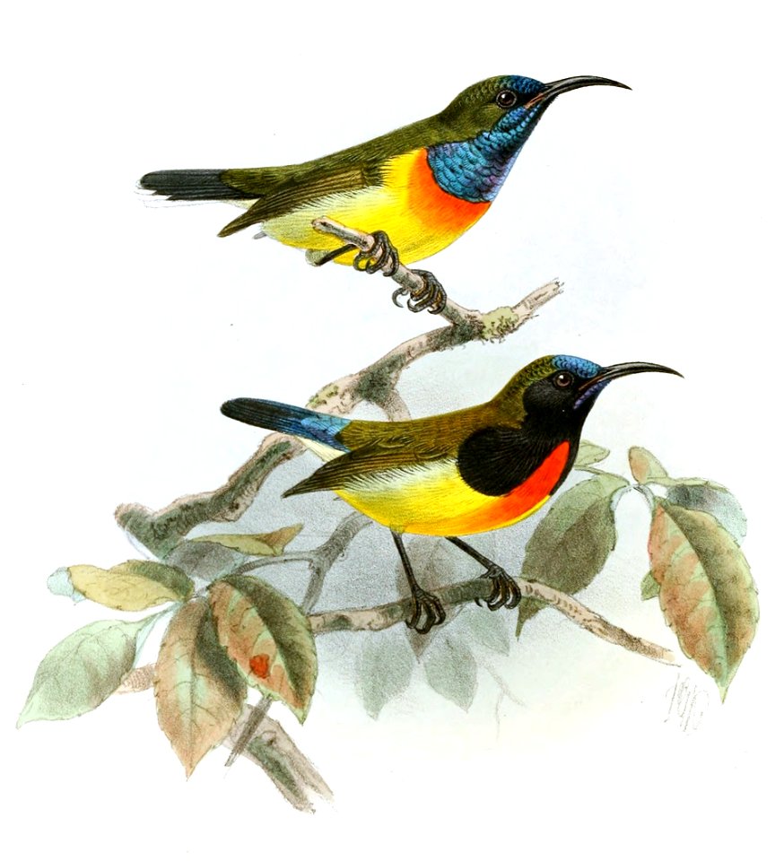 Cinnyris jugularis aurora - Aethopyga flagrans Keulemans