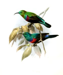 Cinnyris mariquensis osiris - erythrocercus Keulemans