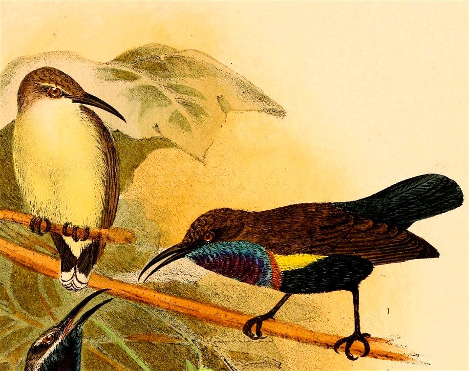 Cinnyris jugularis teysmanni 1898