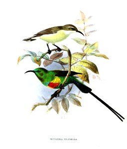 Cinnyris pulchellus Keulemans