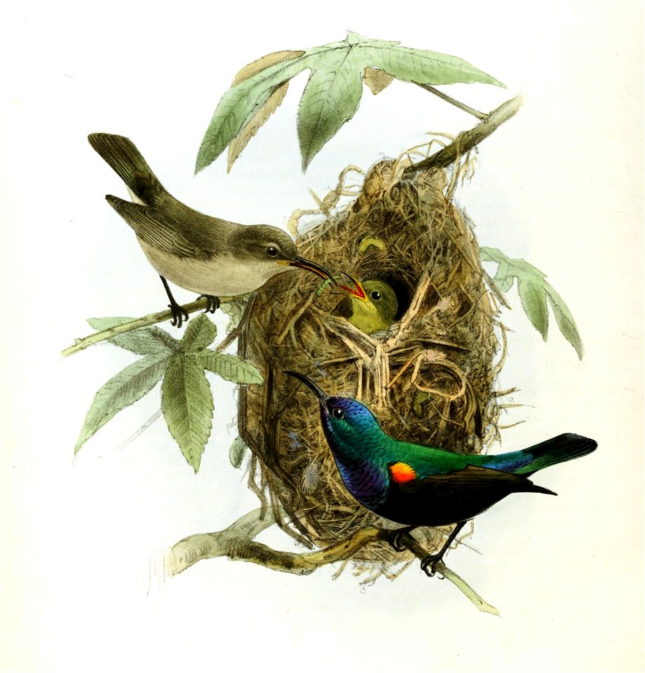 Cinnyris osea Keulemans