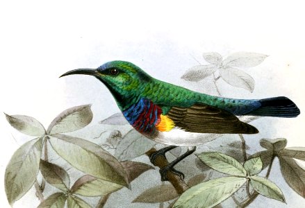 Cinnyris oustaleti, Anthreptes rectirostris tephrolaema Keulemans (cropped)