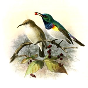 Cinnyris venustus albiventris Keulemans