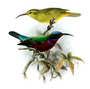 Cinnyris superbus Keulemans