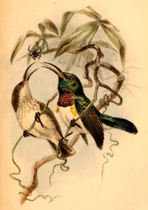 Cinnyris talatala 1884