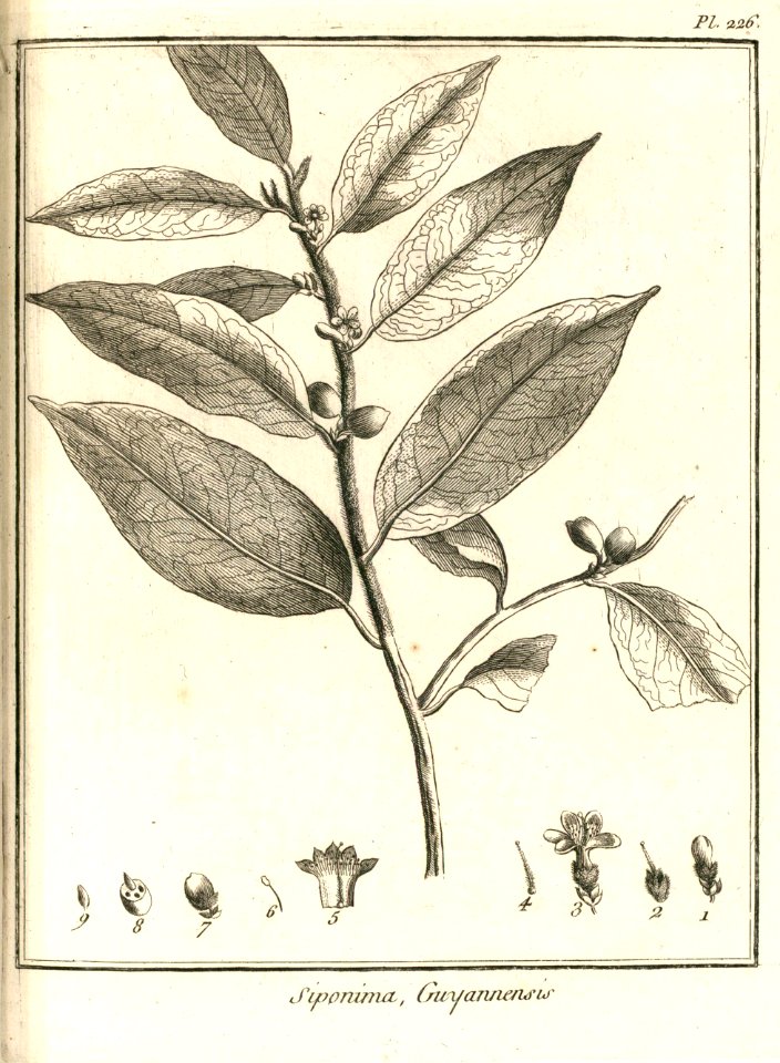 Ciponima guianensis Aublet 1775 pl 226 - Free Stock Illustrations ...