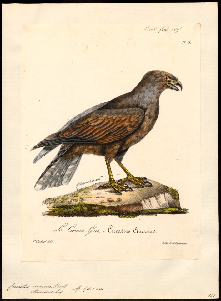 Circaëtus cinereus - 1825-1834 - Print - Iconographia Zoologica - Special Collections University of Amsterdam - UBA01 IZ18100257