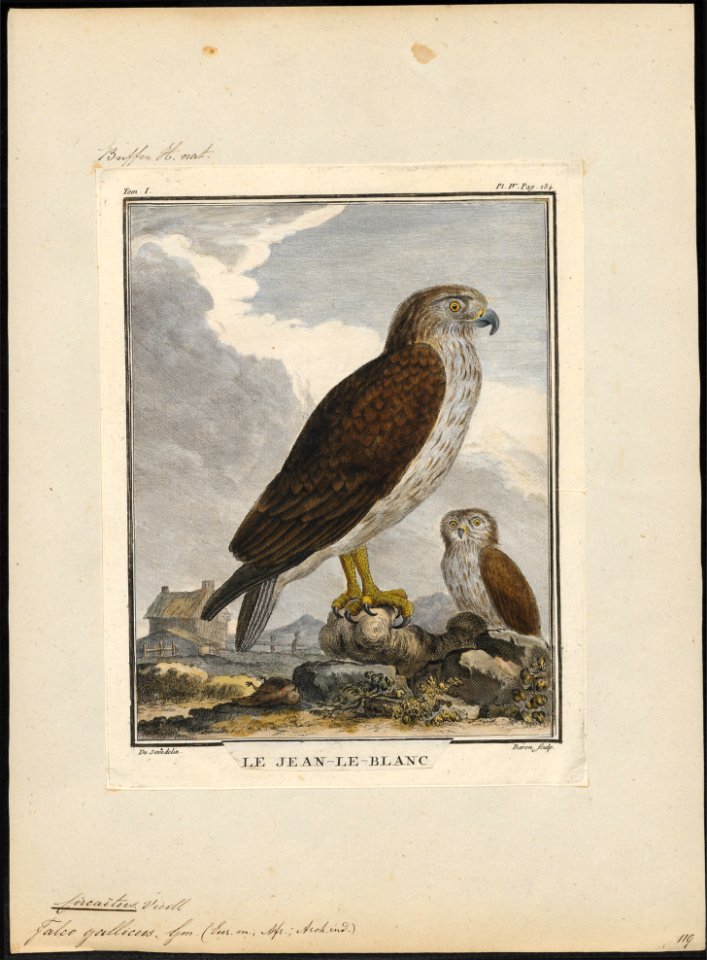 Circaëtus gallicus - 1700-1880 - Print - Iconographia Zoologica - Special Collections University of Amsterdam - UBA01 IZ18100249