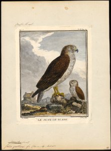 Circaëtus gallicus - 1700-1880 - Print - Iconographia Zoologica - Special Collections University of Amsterdam - UBA01 IZ18100249