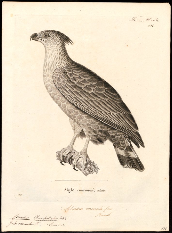 Circaëtus coronatus - 1700-1880 - Print - Iconographia Zoologica - Special Collections University of Amsterdam - UBA01 IZ18100261