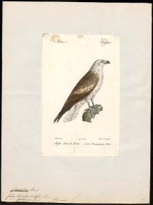 Circaëtus gallicus - 1842-1848 - Print - Iconographia Zoologica - Special Collections University of Amsterdam - UBA01 IZ18100247