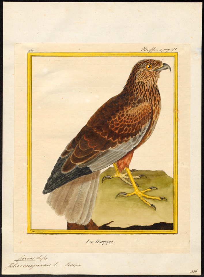 Circus aeruginosus - 1700-1880 - Print - Iconographia Zoologica - Special Collections University of Amsterdam - UBA01 IZ18300189