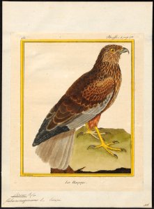 Circus aeruginosus - 1700-1880 - Print - Iconographia Zoologica - Special Collections University of Amsterdam - UBA01 IZ18300189