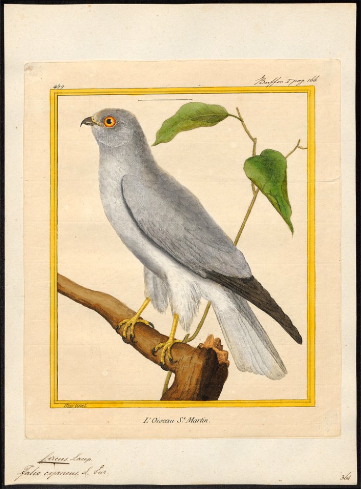 Circus cyaneus - 1700-1880 - Print - Iconographia Zoologica - Special Collections University of Amsterdam - UBA01 IZ18300201