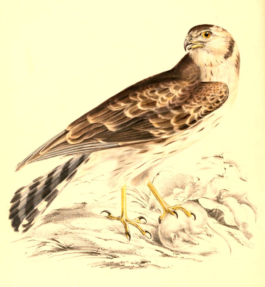 Circus maurus 1838