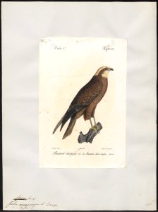 Circus aeruginosus - 1842-1848 - Print - Iconographia Zoologica - Special Collections University of Amsterdam - UBA01 IZ18300177