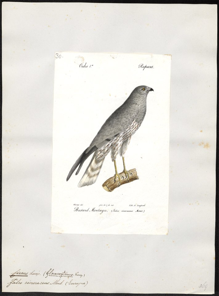 Circus cineraceus - 1842-1848 - Print - Iconographia Zoologica - Special Collections University of Amsterdam - UBA01 IZ18300233
