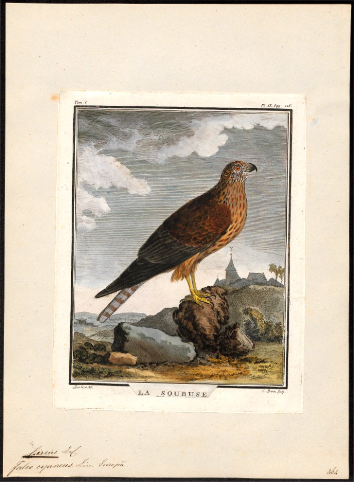 Circus cyaneus - 1700-1880 - Print - Iconographia Zoologica - Special Collections University of Amsterdam - UBA01 IZ18300211