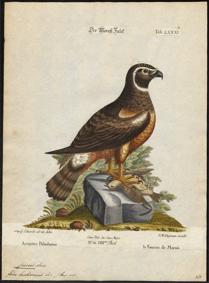 Circus hudsonius - 1700-1880 - Print - Iconographia Zoologica - Special Collections University of Amsterdam - UBA01 IZ18300219