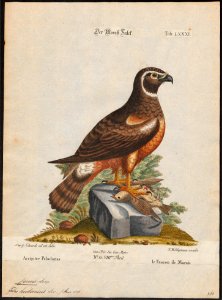 Circus hudsonius - 1700-1880 - Print - Iconographia Zoologica - Special Collections University of Amsterdam - UBA01 IZ18300219