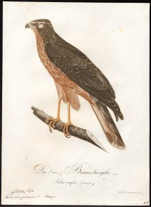 Circus aeruginosus - 1800-1812 - Print - Iconographia Zoologica - Special Collections University of Amsterdam - UBA01 IZ18300187