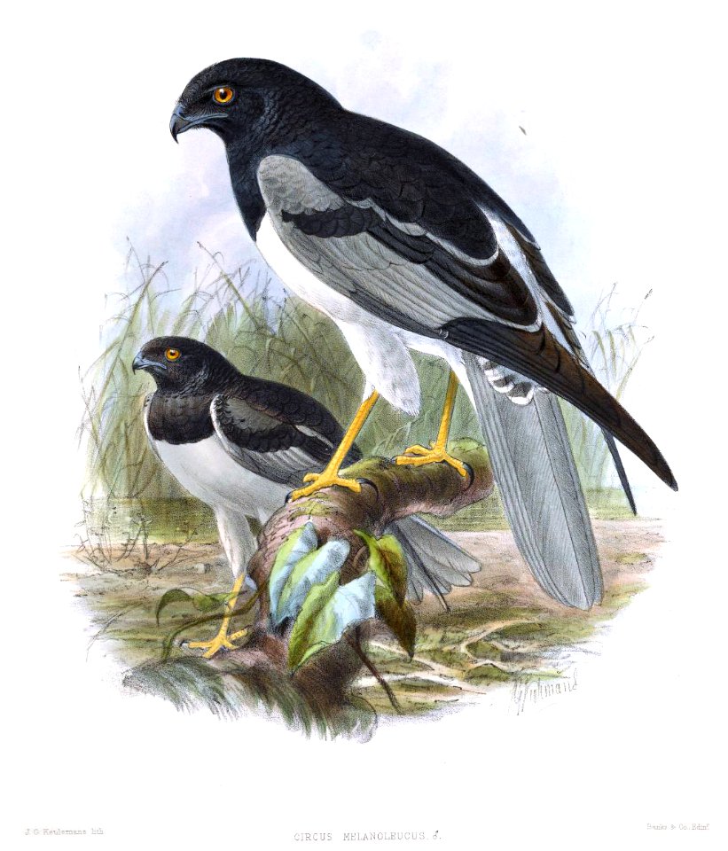 Circus melanoleucos Keulemans