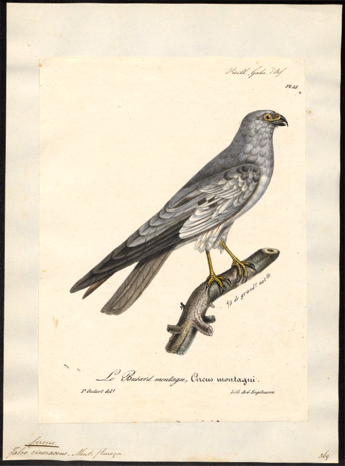 Circus cineraceus - 1825-1834 - Print - Iconographia Zoologica - Special Collections University of Amsterdam - UBA01 IZ18300231