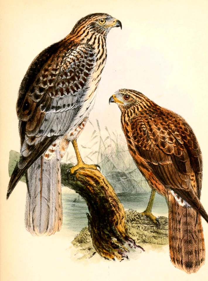 Circus spilonotus 1863