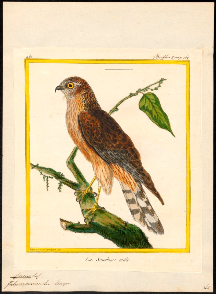 Circus cyaneus - 1700-1880 - Print - Iconographia Zoologica - Special Collections University of Amsterdam - UBA01 IZ18300207