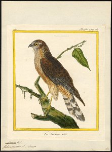 Circus cyaneus - 1700-1880 - Print - Iconographia Zoologica - Special Collections University of Amsterdam - UBA01 IZ18300207