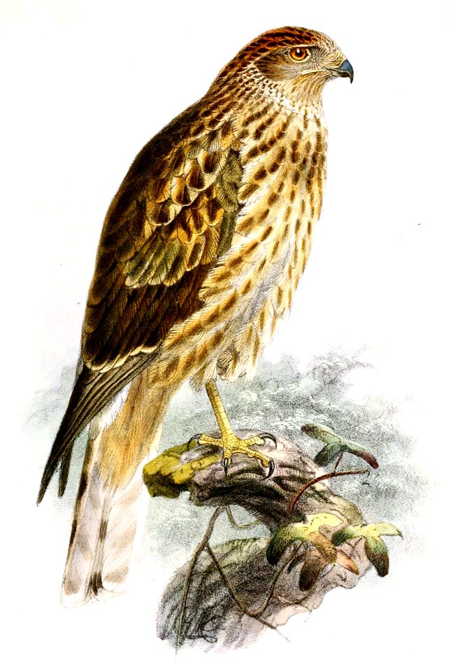 Circus melanoleucos juvenile 1874