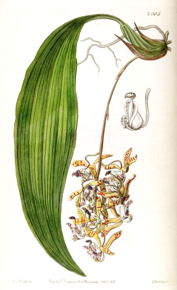 Cirrhaea loddigesii (as Cirrhaea obtusata) - Edwards vol 23 pl 2005 (1837)