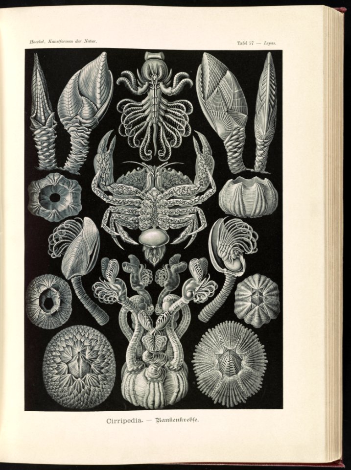 Cirripedia. - Rankenkreble LCCN2015648939