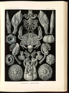 Cirripedia. - Rankenkreble LCCN2015648939