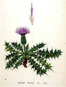 Cirsium acaule — Flora Batava — Volume v20. Free illustration for personal and commercial use.