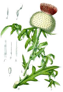 Cirsium eriophorum Sturm2