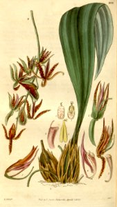 Cirrhaea dependens (as Gongora viridipurpurea) - Curtis' 57 (N.S. 4) pl. 2978 (1829)