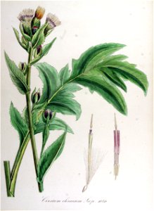 Cirsium oleraceum — Flora Batava — Volume v14
