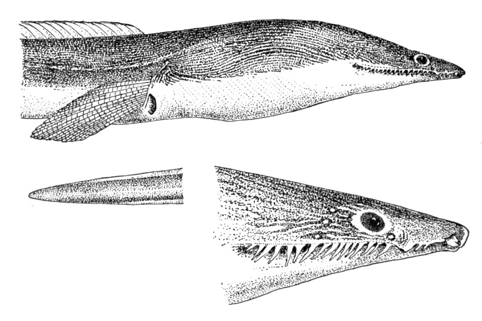 Cirrhimuraenachinensis