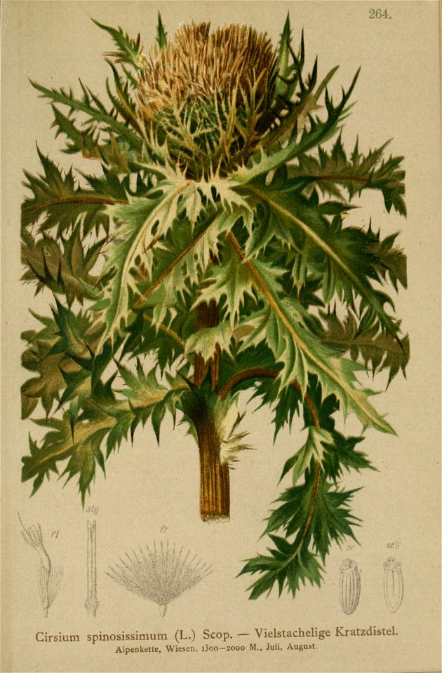 Cirsium spinosissimum ssp spinosissimum